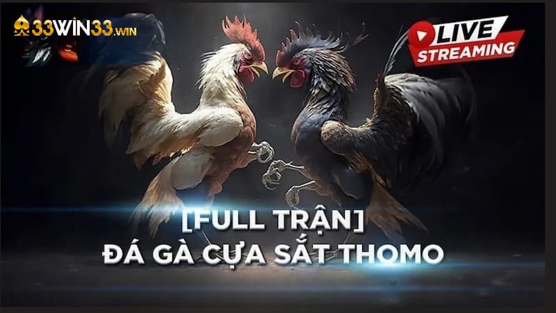 Cá cược đá gà Thomo đỉnh cao tại 33win