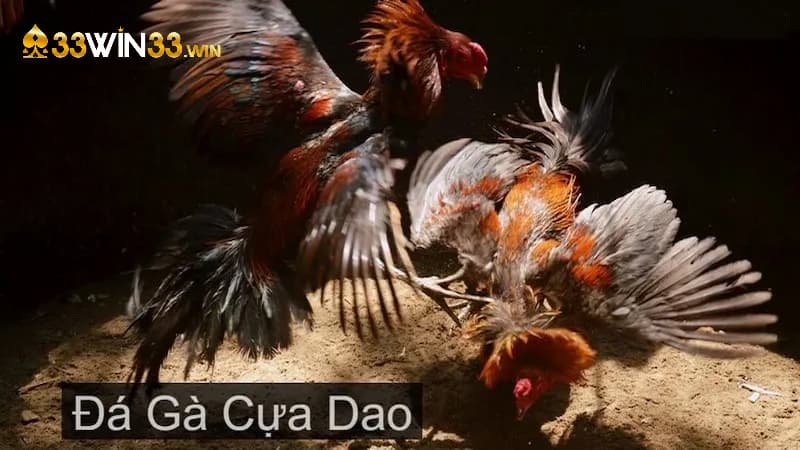 Đá gà cựa dao mang đến nhiều trận đấu hấp dẫn